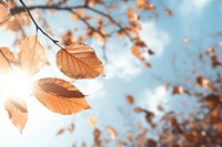 Fall leave with wind breeze sunlight outdoors nature. AI generated Image by rawpixel.