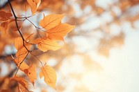 Fall leave with wind breeze autumn plant leaf. AI generated Image by rawpixel.