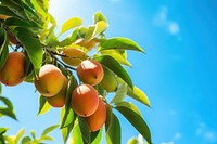 Fresh mango on the tree sunlight plant fruit. AI generated Image by rawpixel.
