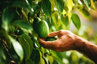 Hand picking fresh avocado from a tree plant fruit food. 