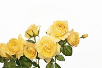 Yellow roses flower nature plant.