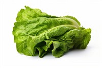 Vegetable lettuce plant food.