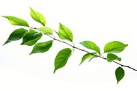 Green leaves flying plant leaf tree. AI generated Image by rawpixel.