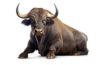 Bull livestock wildlife buffalo.
