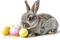 Easter grey bunny animal mammal rodent. AI generated Image by rawpixel.