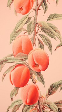 Wallpaper peach fruit plant food.