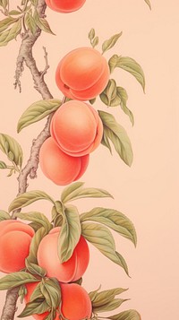 Wallpaper peach plant fruit food.