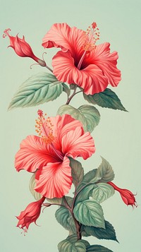 Wallpaper red hibiscus flowers plant inflorescence freshness.