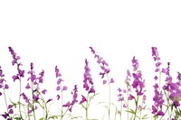Purple flowers lavender blossom nature.