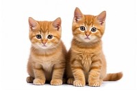 Kittens animal mammal pet. AI generated Image by rawpixel.