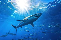 Big shark swimming with other sea fishes in blue ocean underwater outdoors animal.