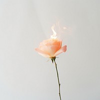 Rose burning flower petal.