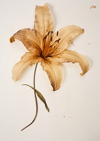 Real Pressed a lily on herbarium page flower plant inflorescence.