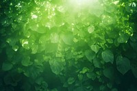  A green wall with green leaves and shadows nature light sunlight. AI generated Image by rawpixel.