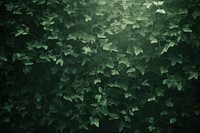  A green wall with green leaves and shadows outdoors foliage nature. AI generated Image by rawpixel.