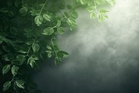  A green wall with green leaves and shadows outdoors nature forest. AI generated Image by rawpixel.