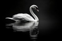 Swan outdoors animal nature.