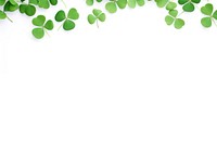 Clover leaves are scattered in the form of a border backgrounds plant leaf.