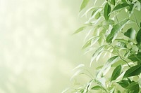  A green wall with green leaves and shadows nature outdoors plant. AI generated Image by rawpixel.
