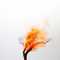 Photography of a Burning tree fire burning flame.