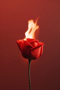 Photography of a Small Burning on top red rose fire burning flower.