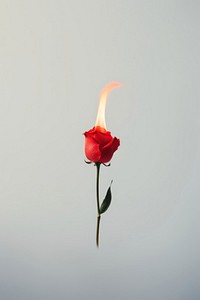 Photography of a Small Burning on top red rose burning flower petal.