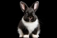 Rabbit mammal animal rodent. AI generated Image by rawpixel.