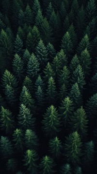  Nature tree outdoors woodland. AI generated Image by rawpixel.