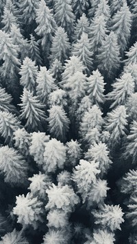  Nature tree snow outdoors. AI generated Image by rawpixel.