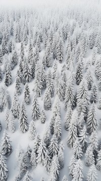  Nature tree snow outdoors. AI generated Image by rawpixel.