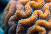 Labyrinthine brain coral underwater outdoors nature.