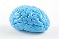 Brain human food blue.