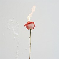 Small Burning rose fire burning flower.