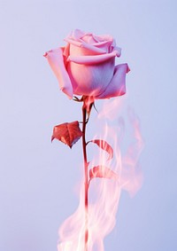 Aesthetic pink rose on top fire flower petal plant.