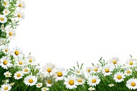 Daisy backgrounds outdoors blossom.