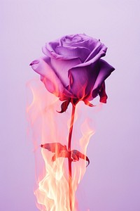 Purple fire rose flower.
