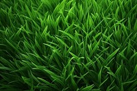 Grass texture backgrounds plant green. AI generated Image by rawpixel.