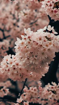  Blossom outdoors flower nature. AI generated Image by rawpixel.