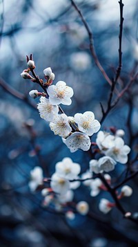  Blossom nature outdoors flower. AI generated Image by rawpixel.