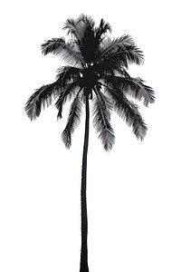 Palm tree plant white background monochrome.