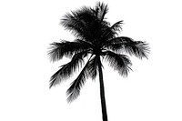 Palm tree outdoors plant white background.