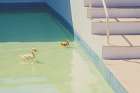 Swimming pool duck animal bird.