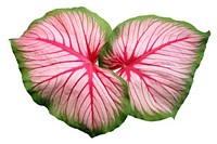 Caladium Carolyn Whorton leaf flower petal plant.