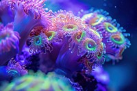 Random real amazing coral underwater nature sea.