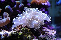 Random real amazing coral with a group of small fishs underwater aquarium outdoors.