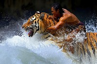 Animal warrior wildlife mammal tiger.