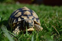 Cute tortoise in the park reptile animal wildlife.
