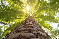 Tropical tree sunlight outdoors tropics.