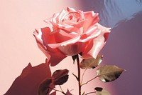 Valentine rose flower petal. AI generated Image by rawpixel.