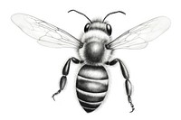  Bee drawing insect animal. 